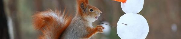 squirrel photography russia vadim trunov 3 600x400