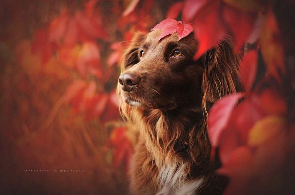 autumn dog photography anne geier 32