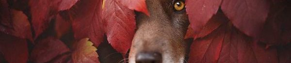 autumn dog photography anne geier 62 600x400