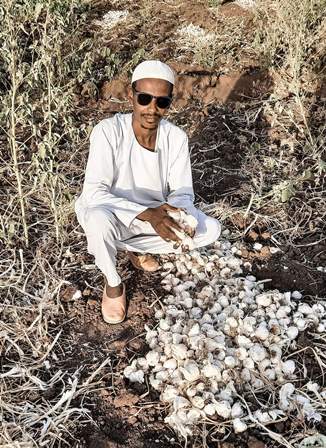 سوداني ثوم