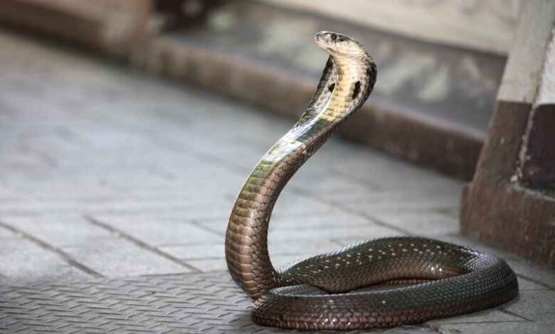 cobra snake